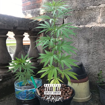 Beck Torto (feat. THEBURPP & neneka) - Single