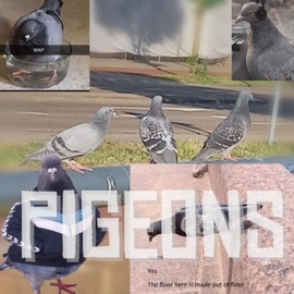 Pigeons :D FalcinoBeats