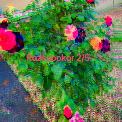 Rózsabokor 2/5