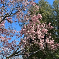 something light - Single - Girldust