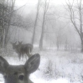 more than us antag01