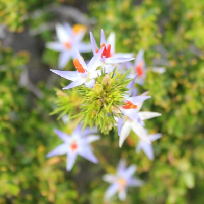 Every Girl I Know Deserves a Packet of Stars