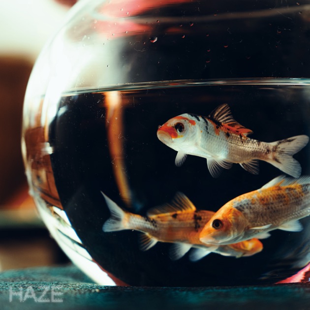 telegraph - Kroiのアルバム - Apple Music