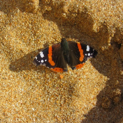 Show Me Butterflies - Single