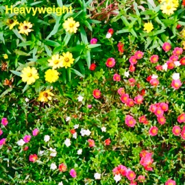 Heavyweight Reina Aitani