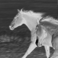 Tilivelvollinen - Single - Andre