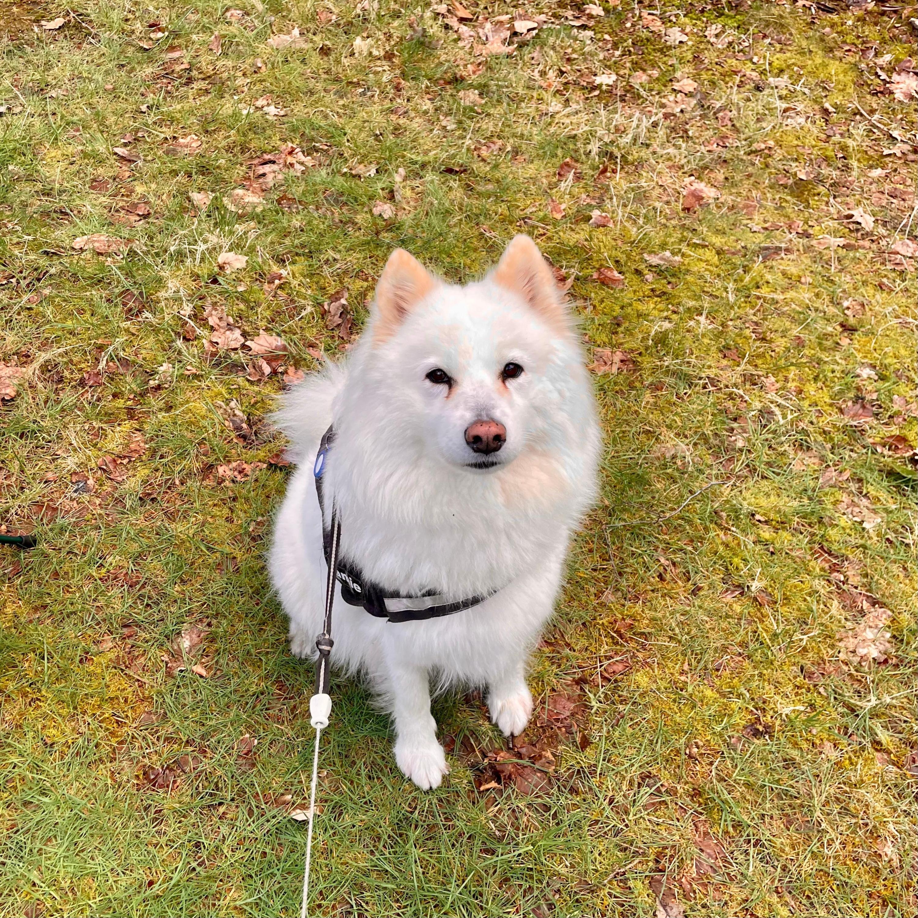 Super Deluxe Limited Edition - Single