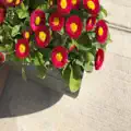 Nu i mult si vine ziua