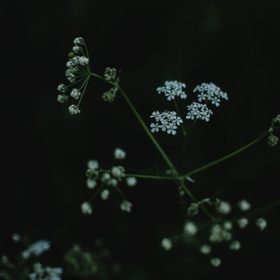 Golden Birch Sunset - Single