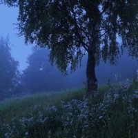 root - Single - Vennisay