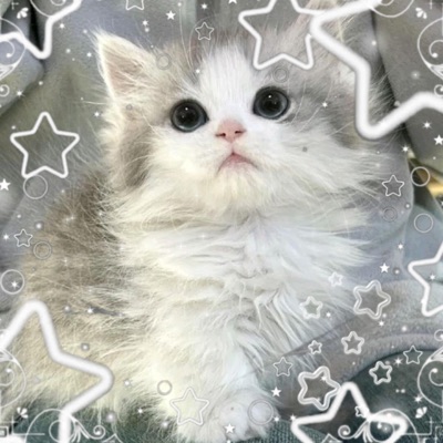 hen ho but no luv - Single