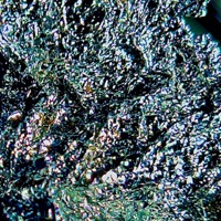 MY CONNECT! (fauni) - Single - LUCHAKYO