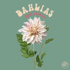Dahlias c e c e l i e & DESH
