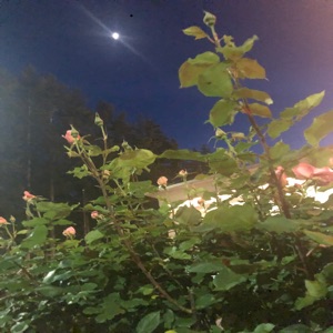 N0 L13! +Alts - Single