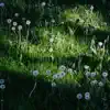 Nate2Timez - Dandelion