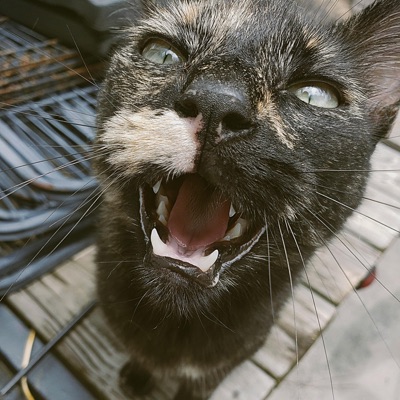 Wanted Felons - MEN KISSING :3