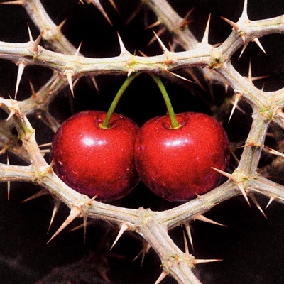 La collina dei ciliegi (feat. Ganoona & Queen of Saba) - Single