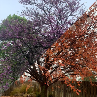 Spring don't Fall or overthink - Single