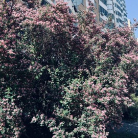 Я слышу Night Shadow