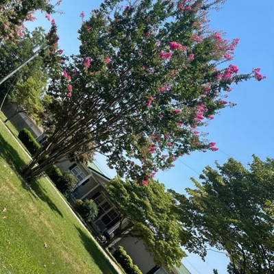 sentiment (feat. Venthan & Mysticbummer) - Single