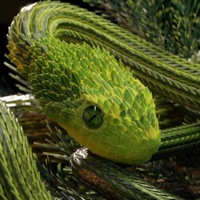 Snakes (feat. KXVI & ASARE_MONARCHY) - Single - Phil Beats