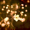 The Last Song of Spring - James Quinn