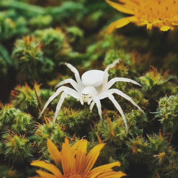 WHITE WIDOW (feat. IGLS)