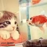 猫儿吃鱼儿 - Single - jackzebra