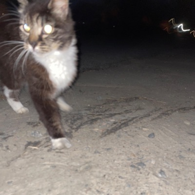 Motor Function - Single