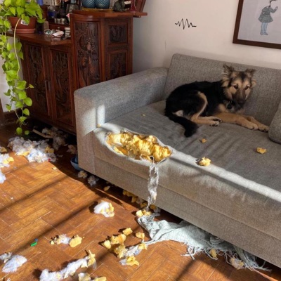 Nico destruiu o sofá - Single