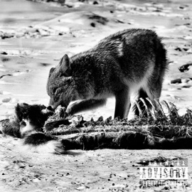 From Da Bacc (Freestyle) Kayote