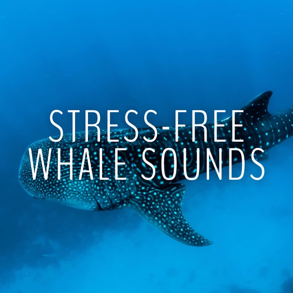 Stress-free Whale Sounds