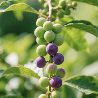 hadir tanpa beban - Single - Jonathan Rees