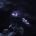 Sharing a dream