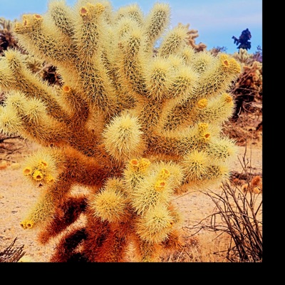 Slow Spiked Growth - Single