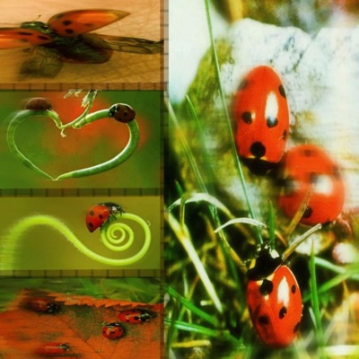 fly like a ladybug @newjusa - Single