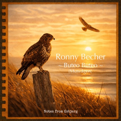 Buteo Buteo (Musvågen) - Single