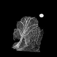 weeping willow - spaalm