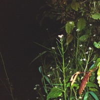 Kaninchenbau - Single - KonDa