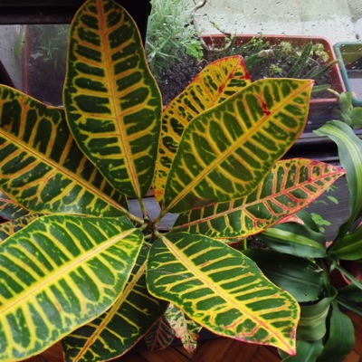 Let's Stay Together (Cover) - Single