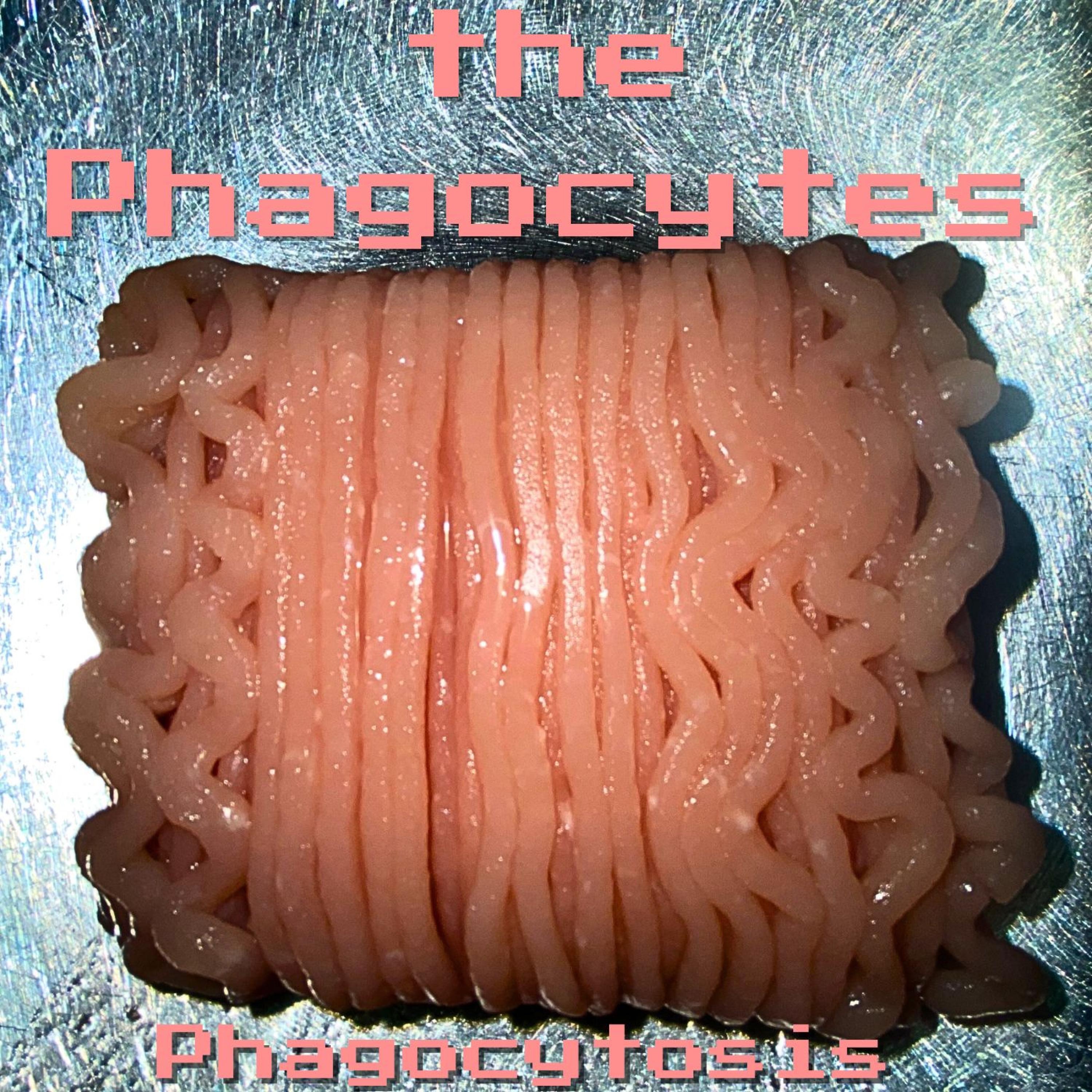 Phagocytosis - EP