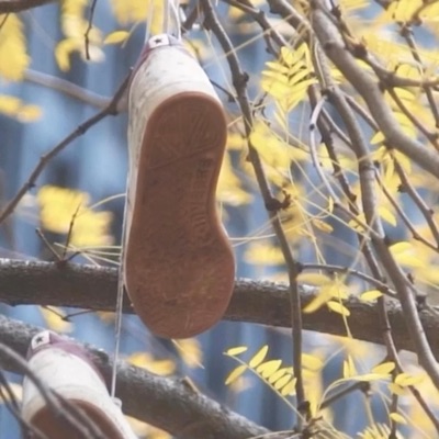 Hear My Cry's - Single