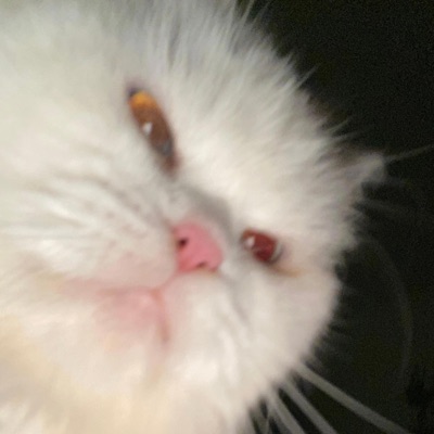 blah blah bacot - Single