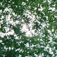 Bubble — Rei Brown