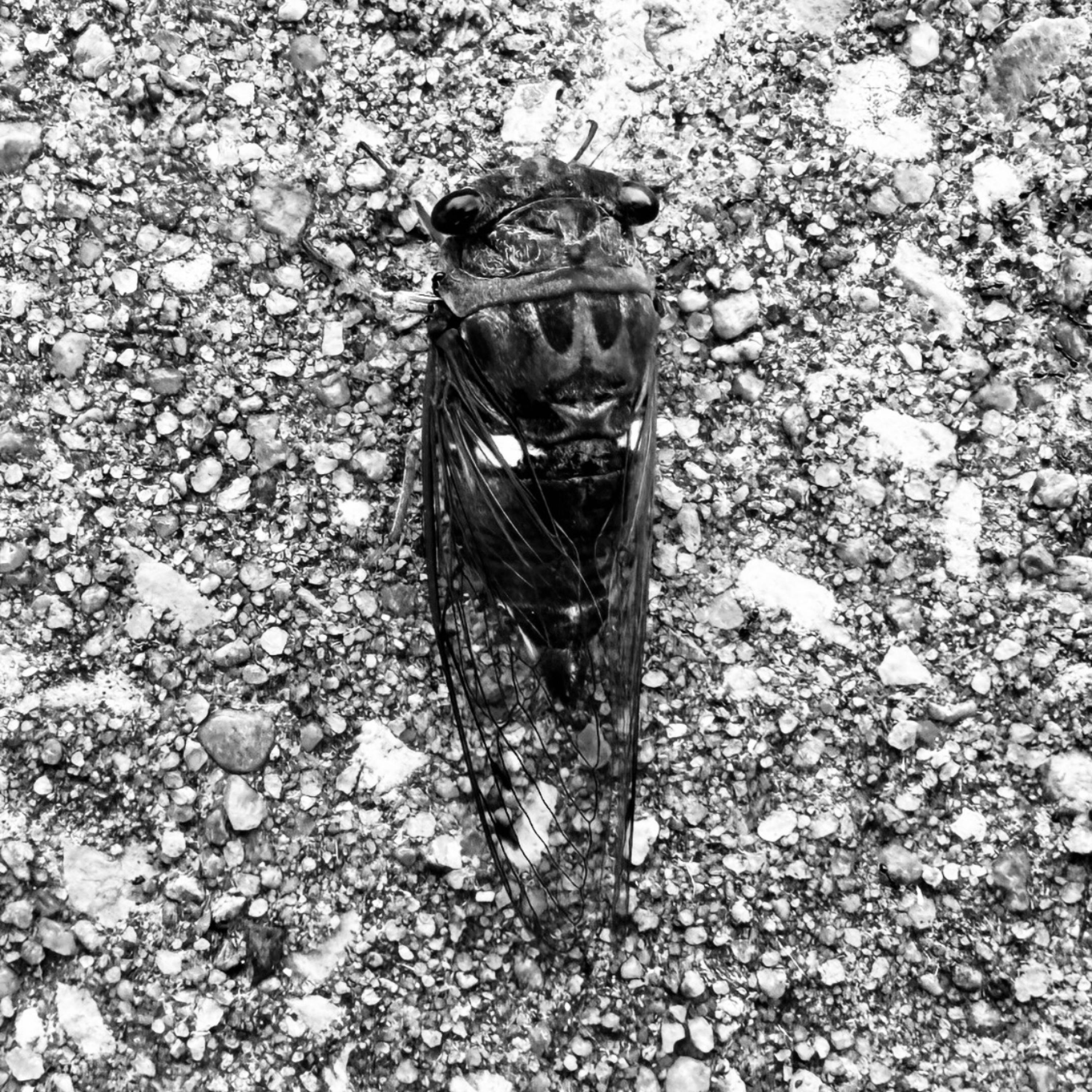 bay leaf - Single