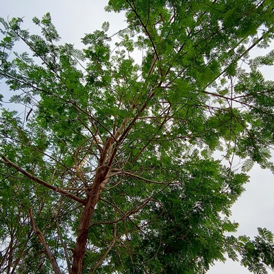 Welcome To The Hood - Single