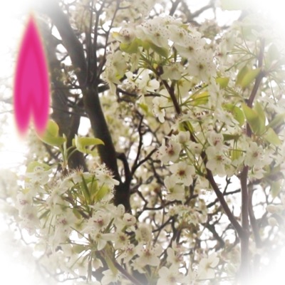 saw you in a dream - Single