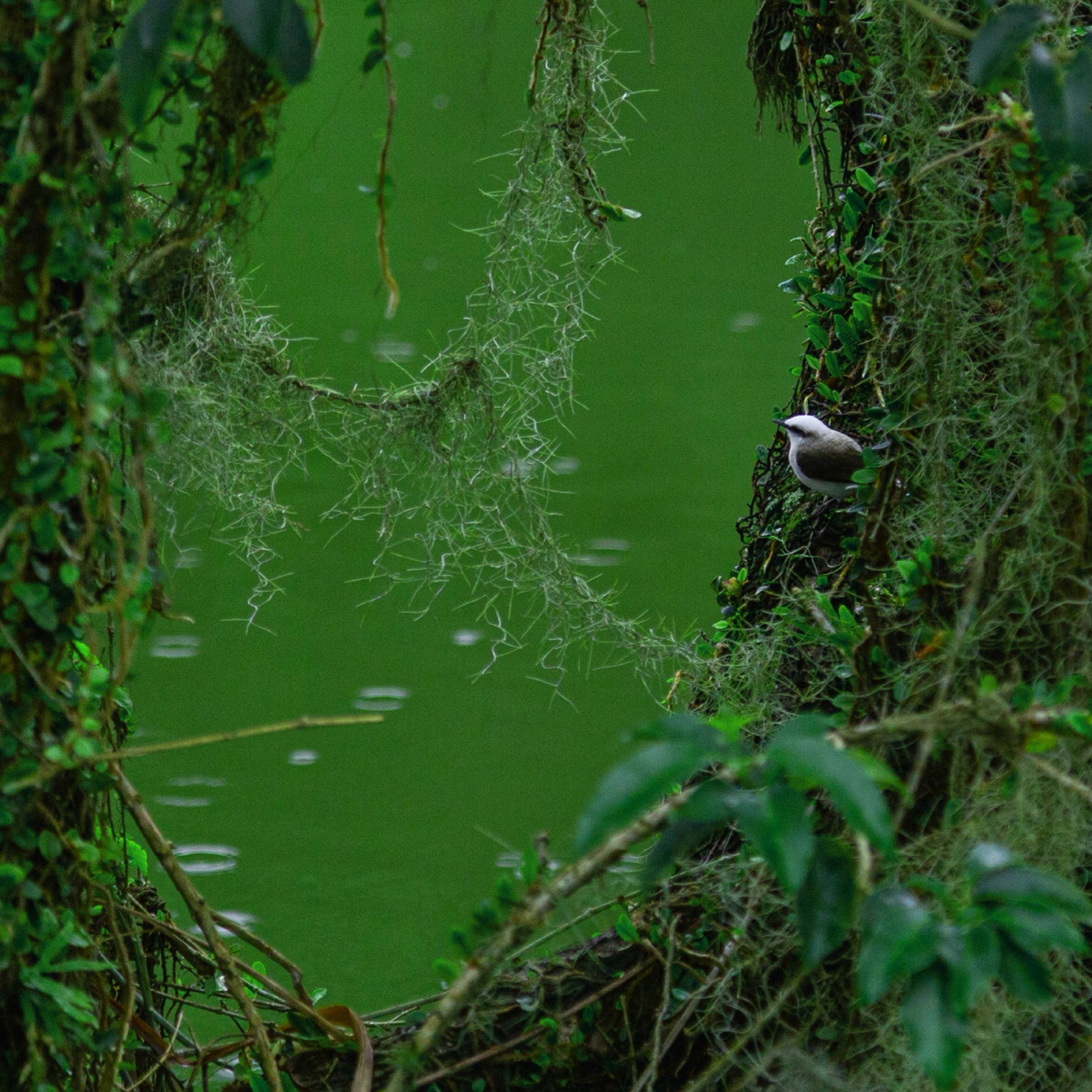 SONIDOS NATURALES II