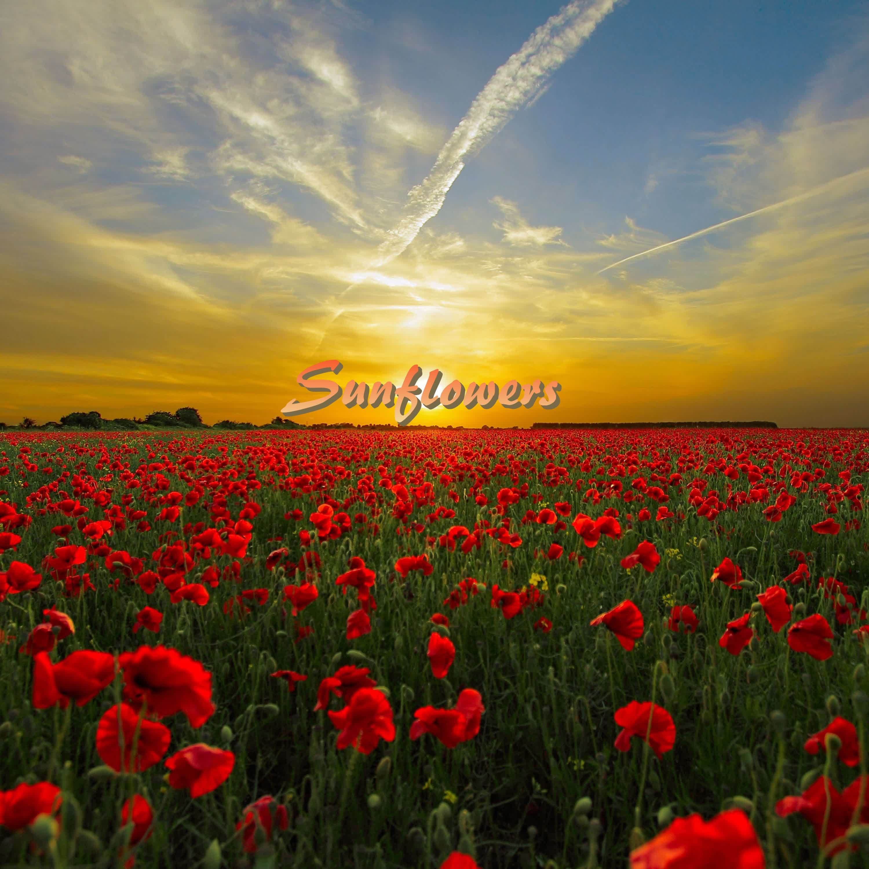 Sunflowers - EP