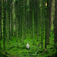 Forest Noise - Single - Beyond North